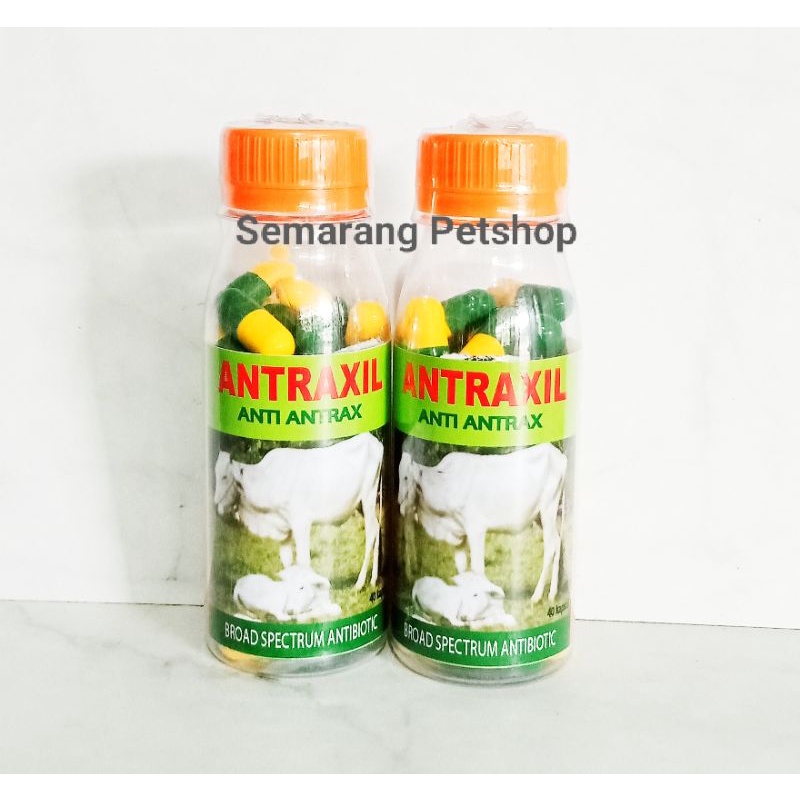 Obat Sapi Demam Antibiotik Sapi ANTRAXIL Antibiotik Broad Spektrum Anti Antrax