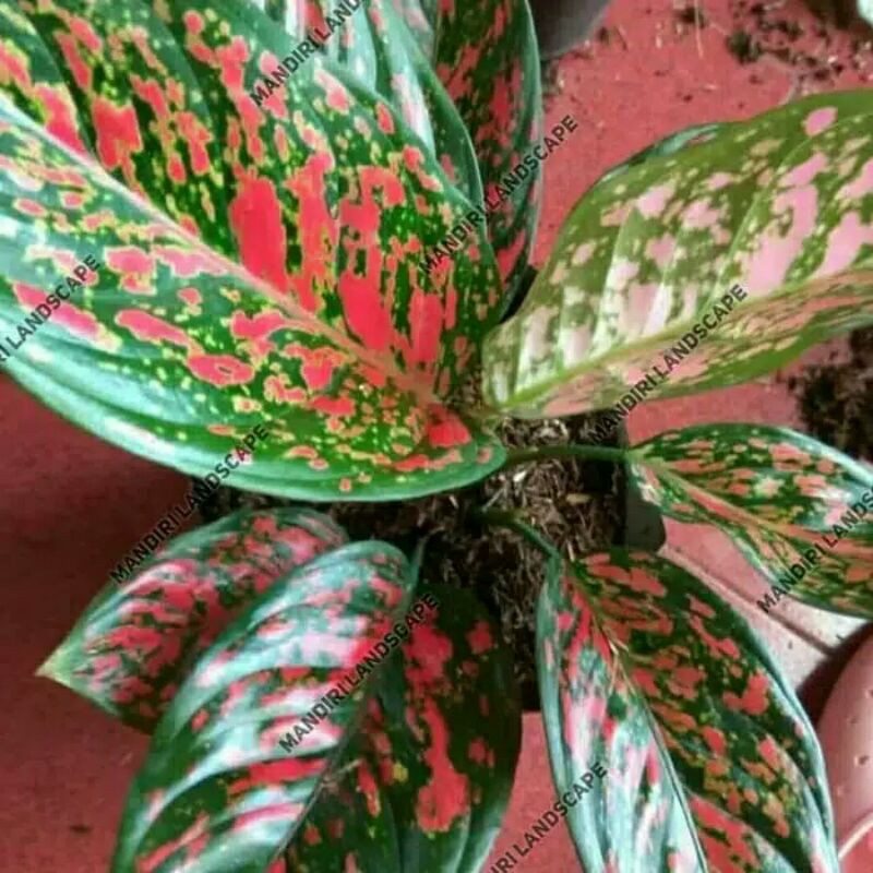tanaman hias aglonema venus-aglaonema venus-aglo venus-venus aglonema tanaman hias venus remaja