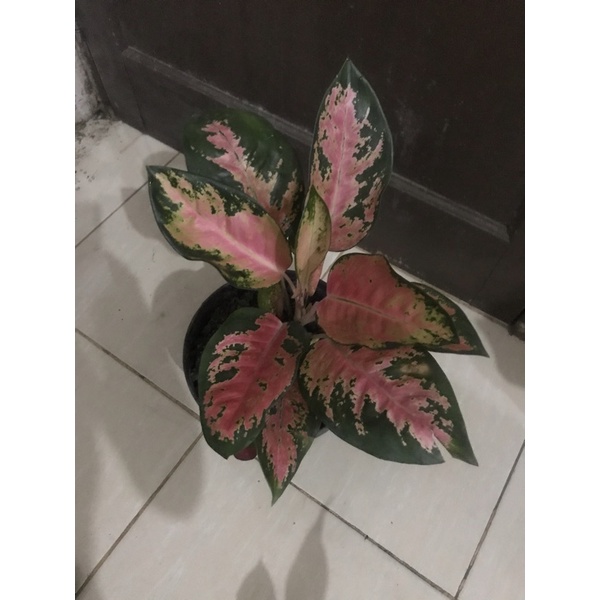 aglonema kochin hello kitty