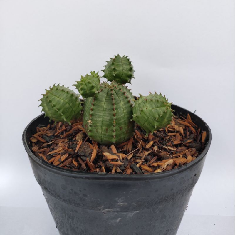 tanaman hias kaktus euphorbia obesa