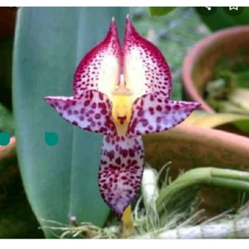 anggrek bulbophilum macranthum