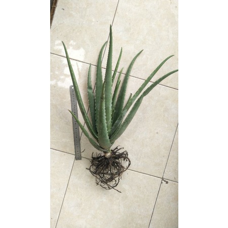 LIDAH BUAYA BARBADENSIS JUMBO MURAH