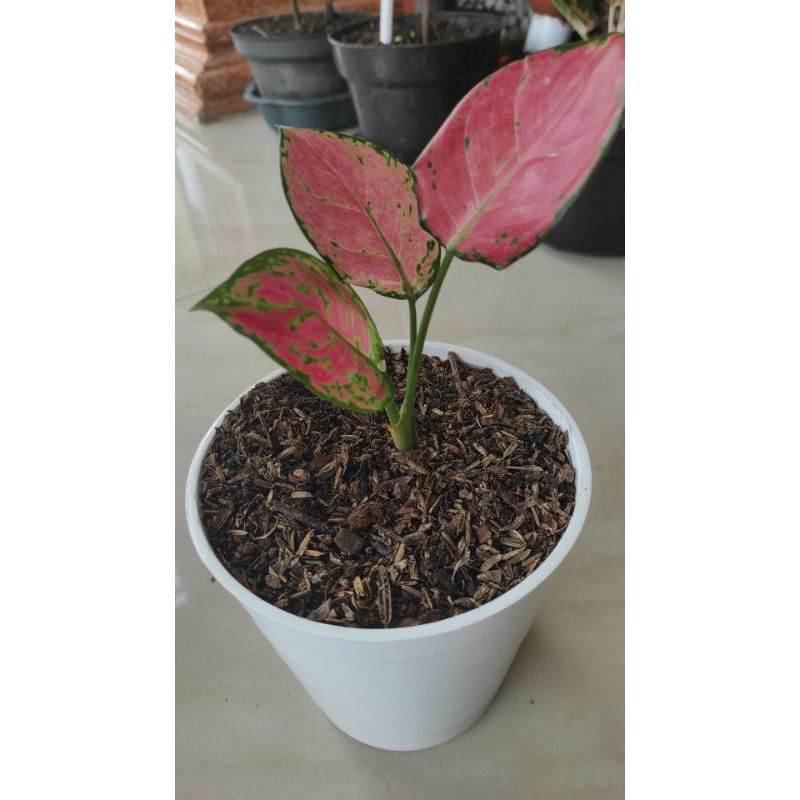 aglonema kocin tembaga