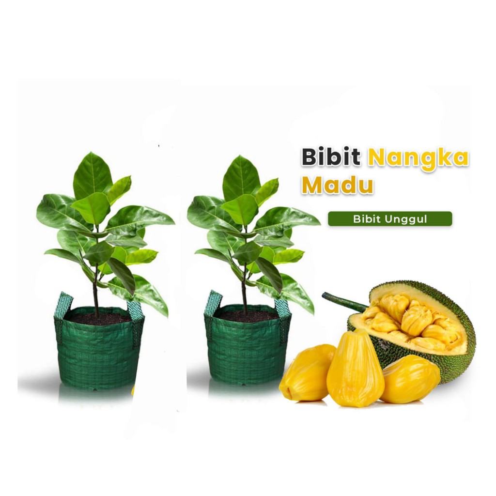 2 bibit nangka madu bonus 1 bibit nangka madu + 1 bibit sirsak madu