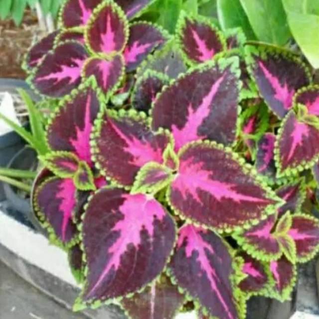 Tanaman hias miana redyelow-bibit tanaman hias miana-pohon miana-tanaman hias hidup NTI