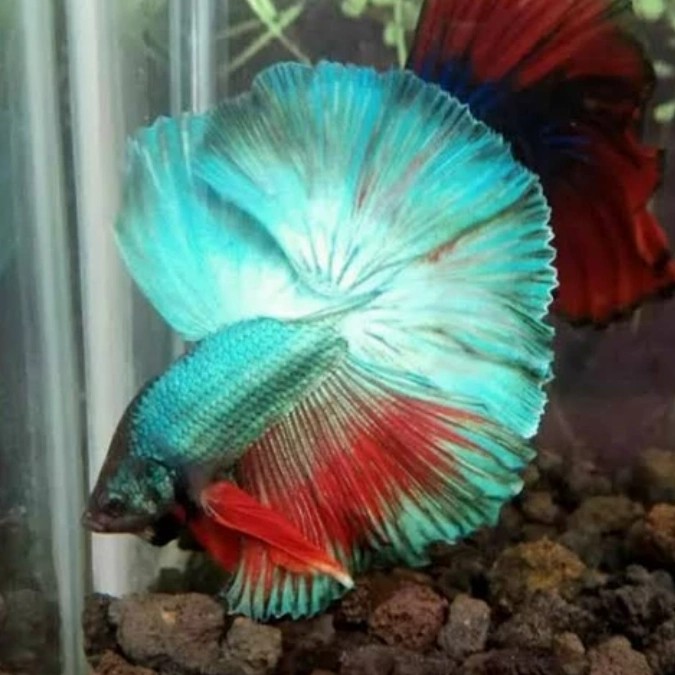 ikan cupang hias ijo.bkn anakan.ukuran L