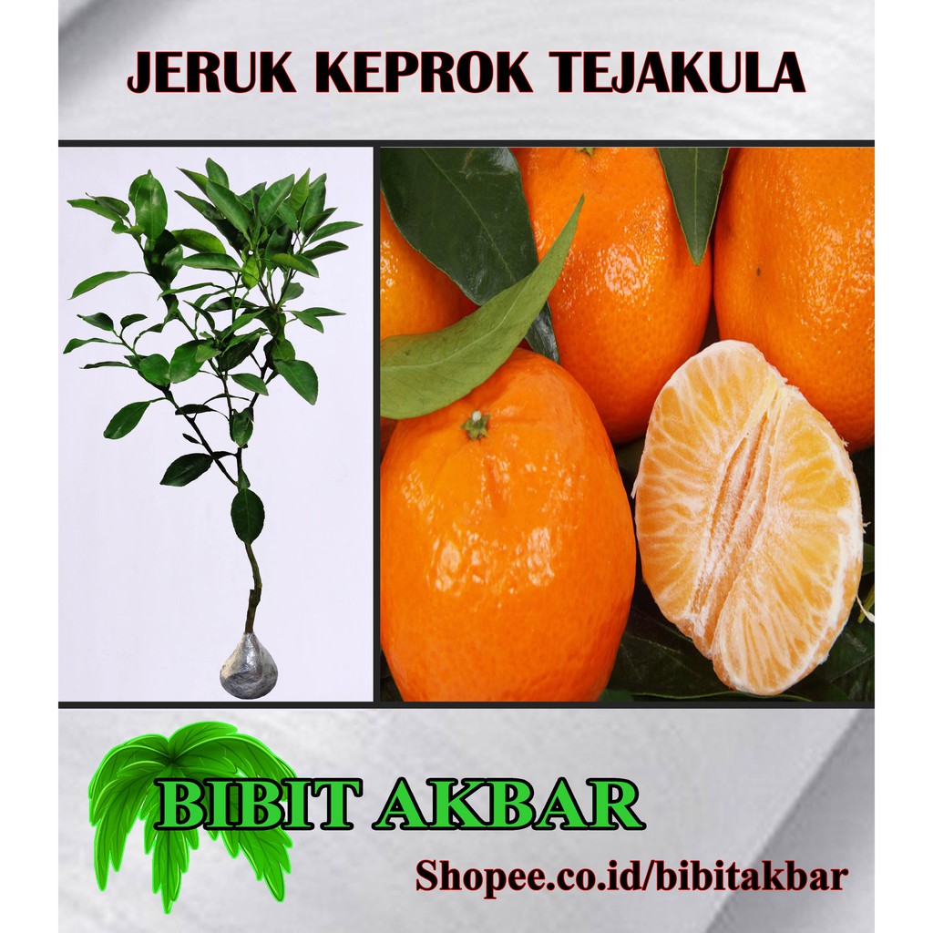 Bibit Tanaman Jeruk Tejakula (Tinggi 40 - 60 cm)