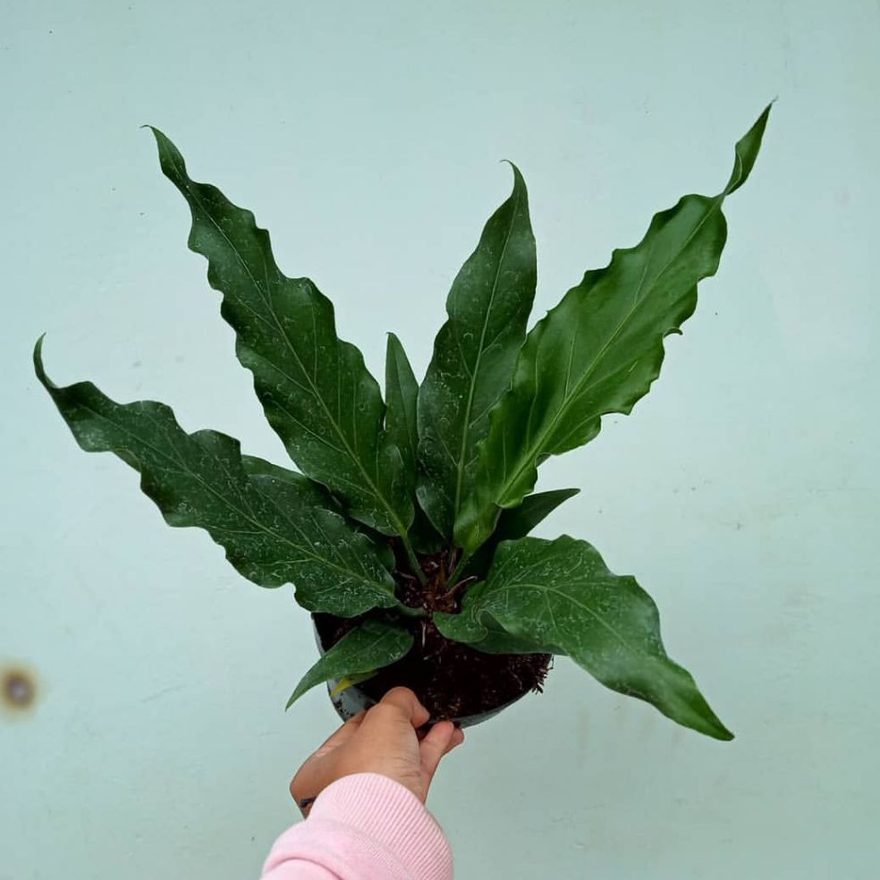 Tanaman Hias Anthurium Gelombang Cinta / anthurium gelombang cinta