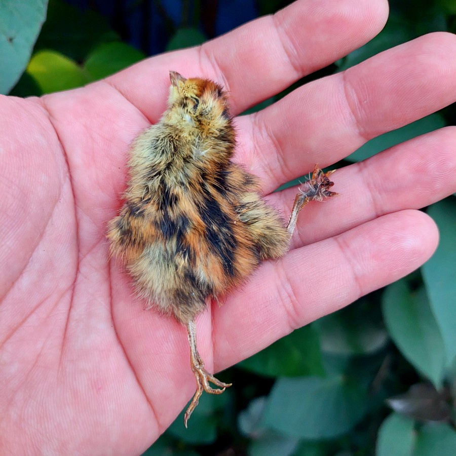 Hatchlings Baby Quail Whole Jerky / Dog Cat Snack Treats Cemilan Anjing Bayi Burung Puyuh Kering