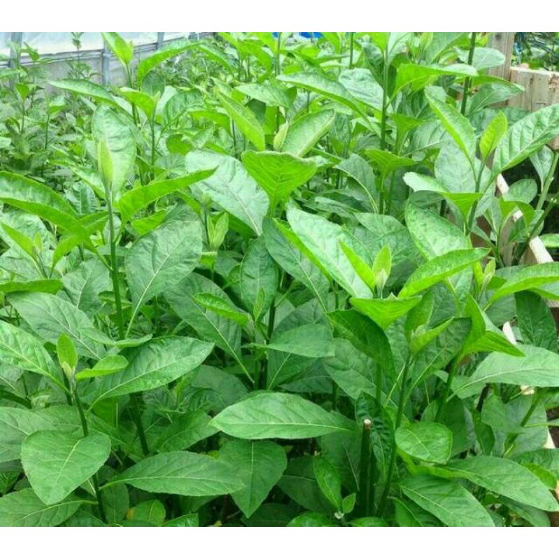 

daun afrika segar
