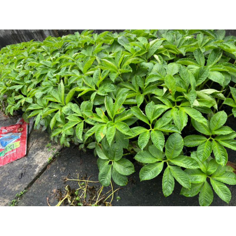 

bibit porang polibag .dari katak dan umbi