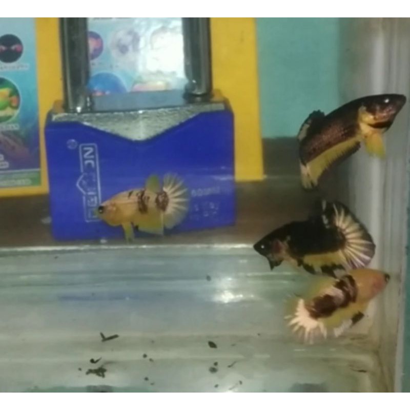 CUPANG YELLOW FANCY COPPER