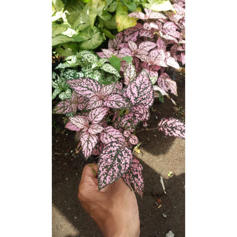 Tanaman Hias Bahan Taman Outdoor | Hipoestes/Polkadot Plant  - Spiderplant - Lili Paris - Pangkas Ku