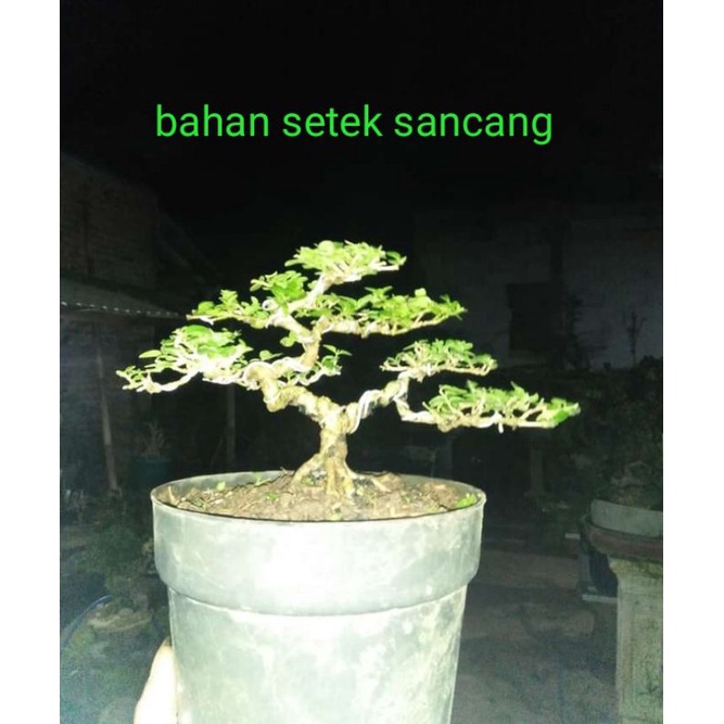 setek sancang bahan mame