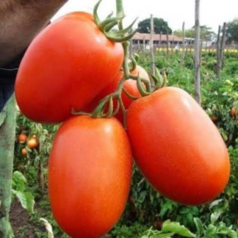 8 Biji - Benih Tomat Buah Besar Daging Tebal BENIH BIBIT TOMAT Buah