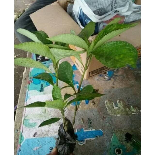 TANAMAN HERBAL KEJI BELING - BIBIT TANAMAN KEJI BELING