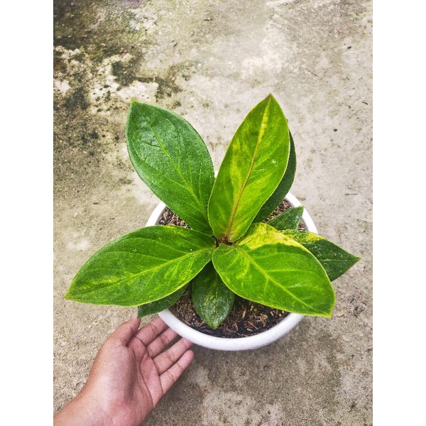 anthurium Jemani Mangkok varigata/jemani mangkok/jemani varigata/tanaman hias