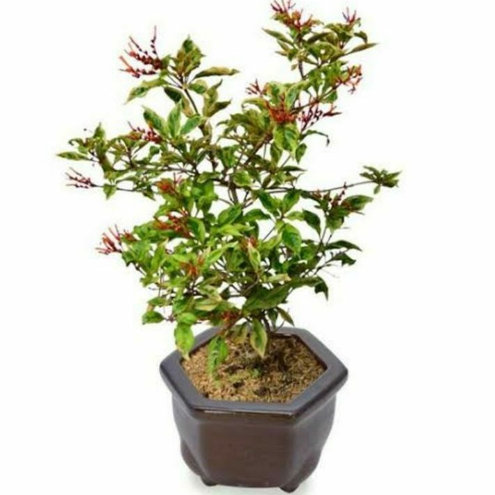 TANAMAN HIAS PUSAKA untuk bahan bonsai