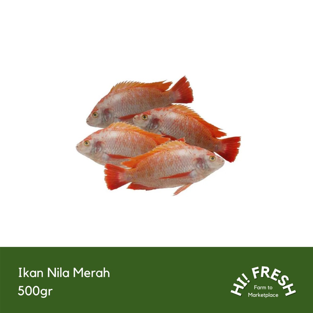 

Ikan Nila Merah 500gr