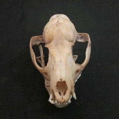 AWETAN TENGKORAK KEPALA HEWAN MUSANG ASLI