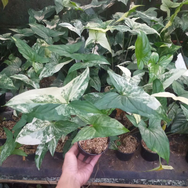 Jual Tanaman Hias Syngonium Variegata Syngonium Albo Variegata Syngonium Varigata Shopee