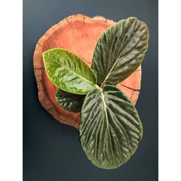 tanaman hias  piper magnificum