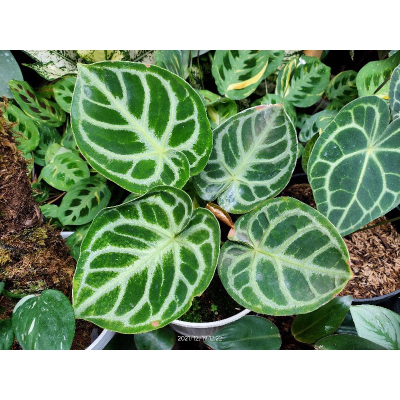 Anthurium Dorayaki ORI (REALPICT VIDEO)