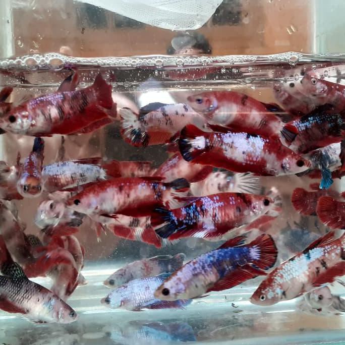 Ready Ikan Cupang Female/Betina Koi Galaxi Nemo Full Egg