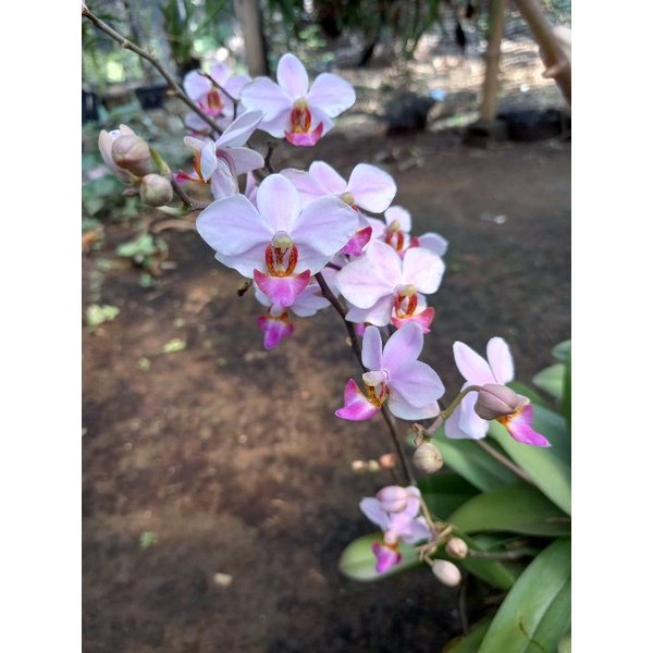 anggrek doritis bonita