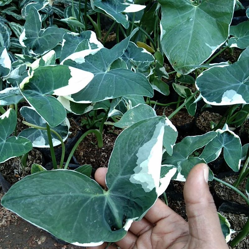 Caladium kantung semar