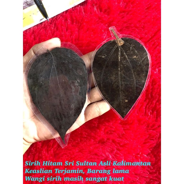 Daun Sirih Hitam Asli Kalimantan Harga Sepasang Laki Bini
