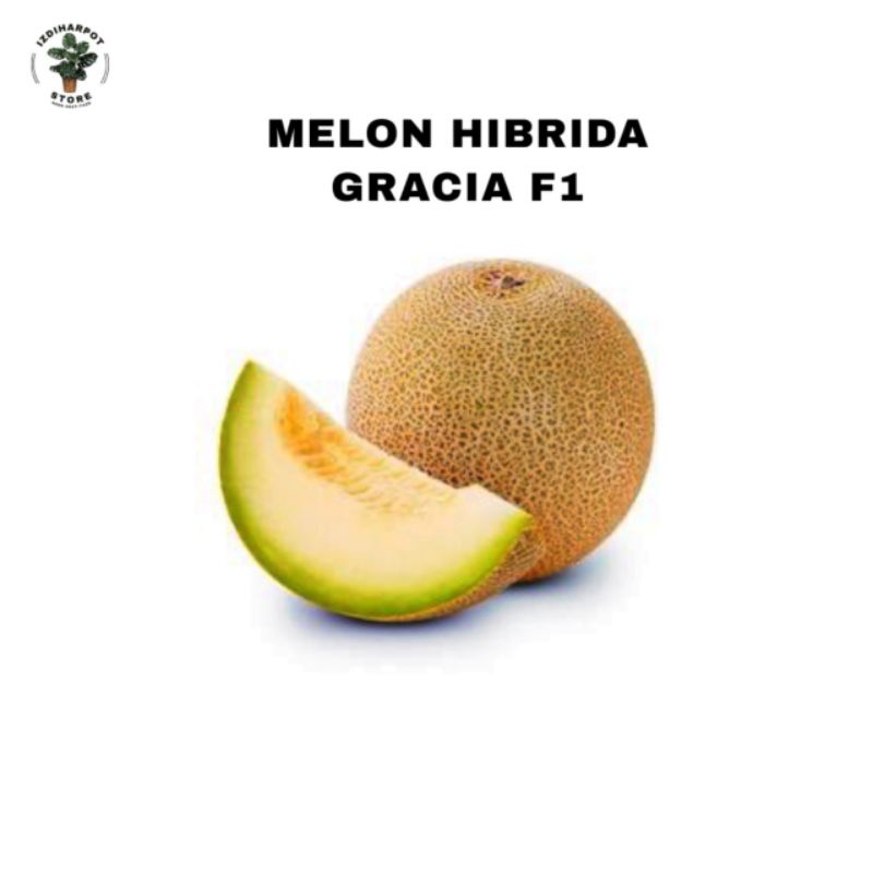 benih bibit melon hibrida gracia f1 cap panah merah - MELON GRACIA F1