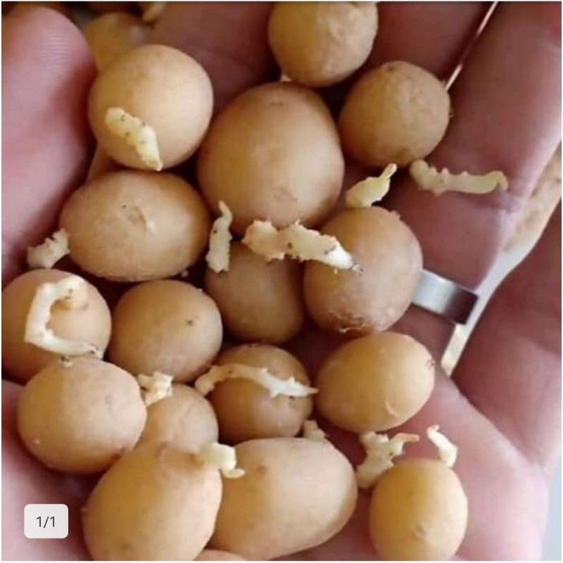 

Bibit Kentang Granola L G0 Ukuran M Benih Kentang Berkwalitas
