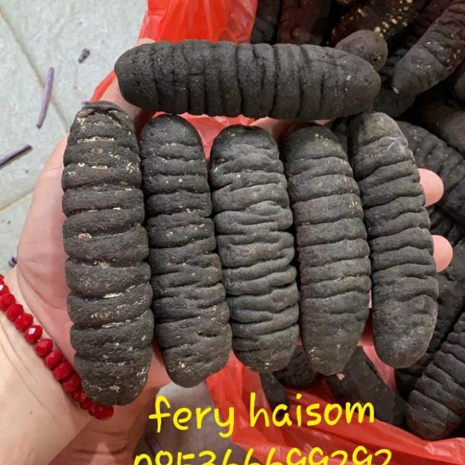 Haisom,Hoisom,Teripang Gosok Asli Belitung