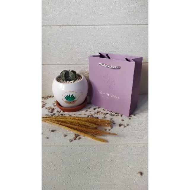 paket terrarium mini kado tanaman hidup kaktus sukulen kado kekinian souvenir pernikahan hampers gif