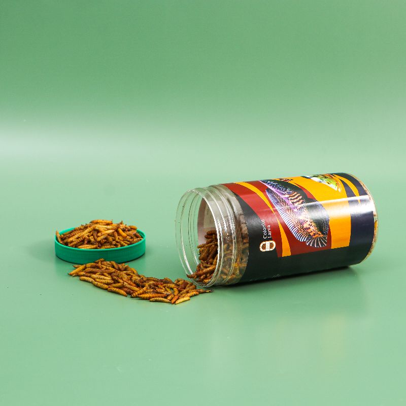 Colorful Larva - Maggot Kering, Pakan Ikan Hias, Ikan Predator, Channa, Oscar, Arwana