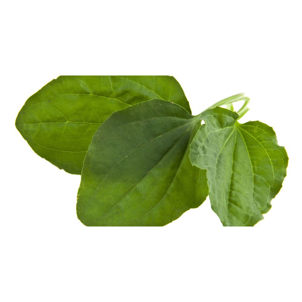 

Serbuk dan Simplisia Daun Sendok