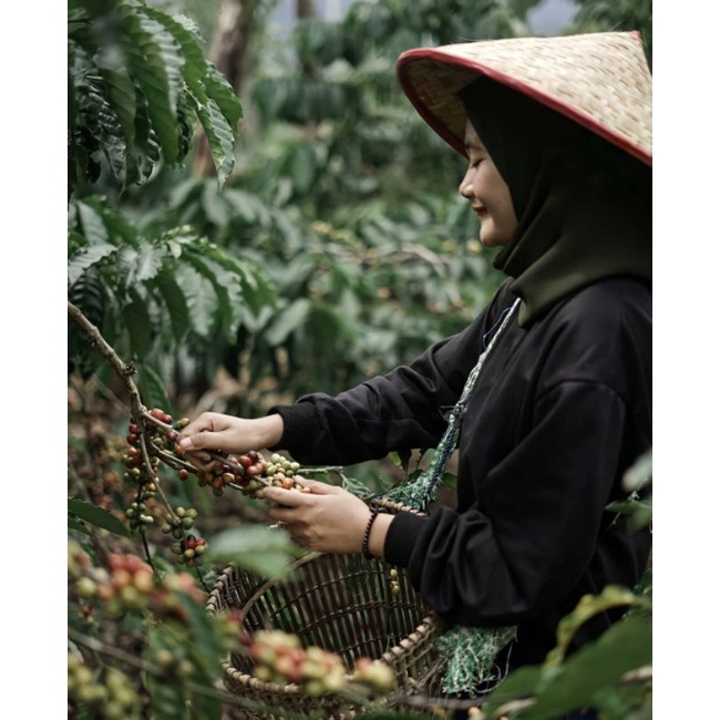 

Kopi Robusta Organik Lumajang