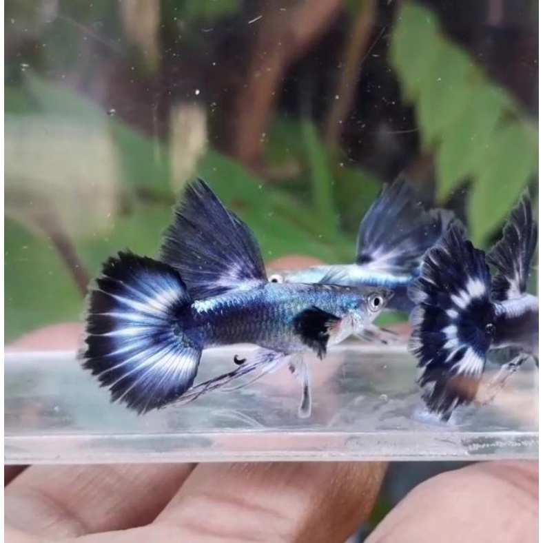 Blue ivory ribbon Top Grade | ikan Guppy