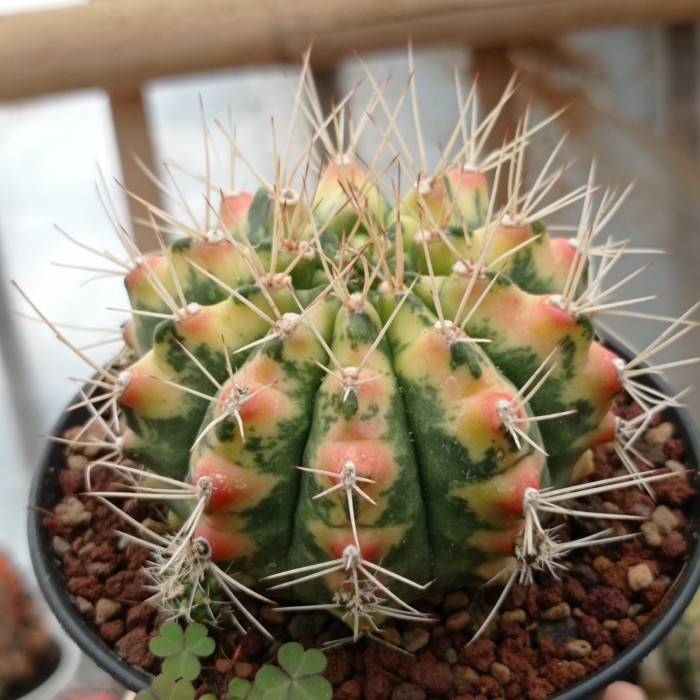 gymnocalycium cat eye KAKTUS SUKULEN TANAMAN HIAS