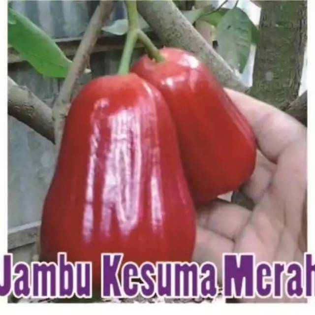 Bibit jambu air kesuma merah