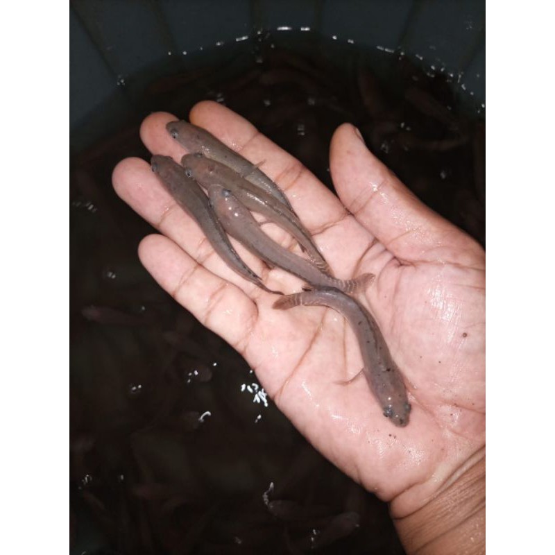 bibit ikan gabus 8/10 cm