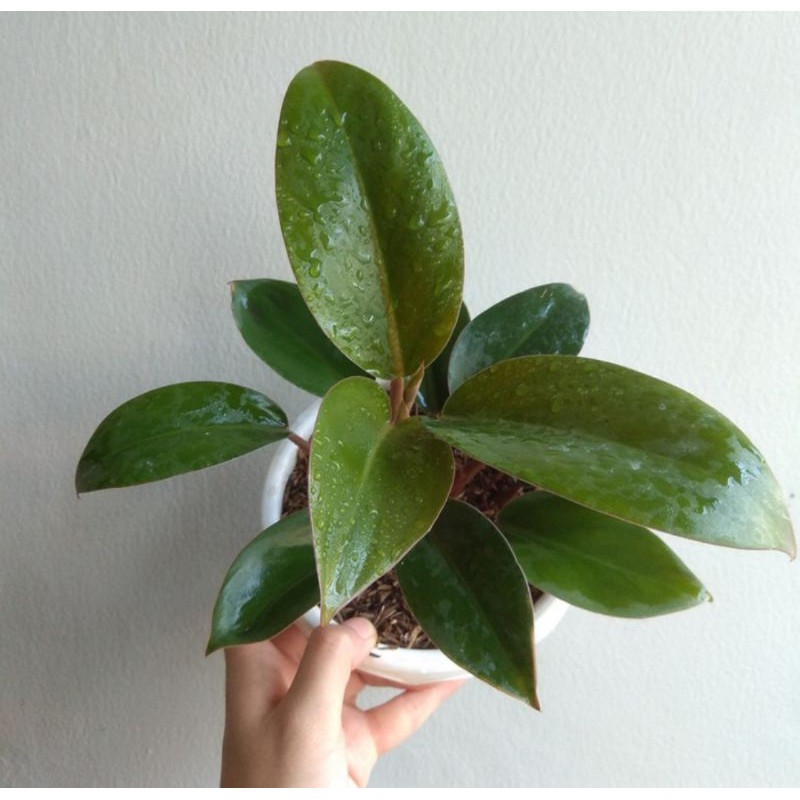 Tanaman hias Philodendron Red Congo - philo red congo