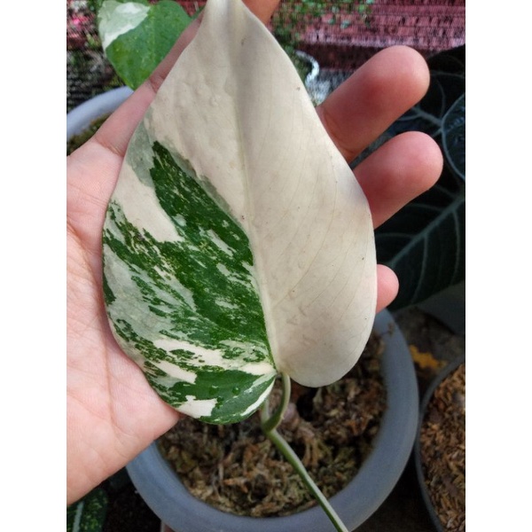 monstera king variegata