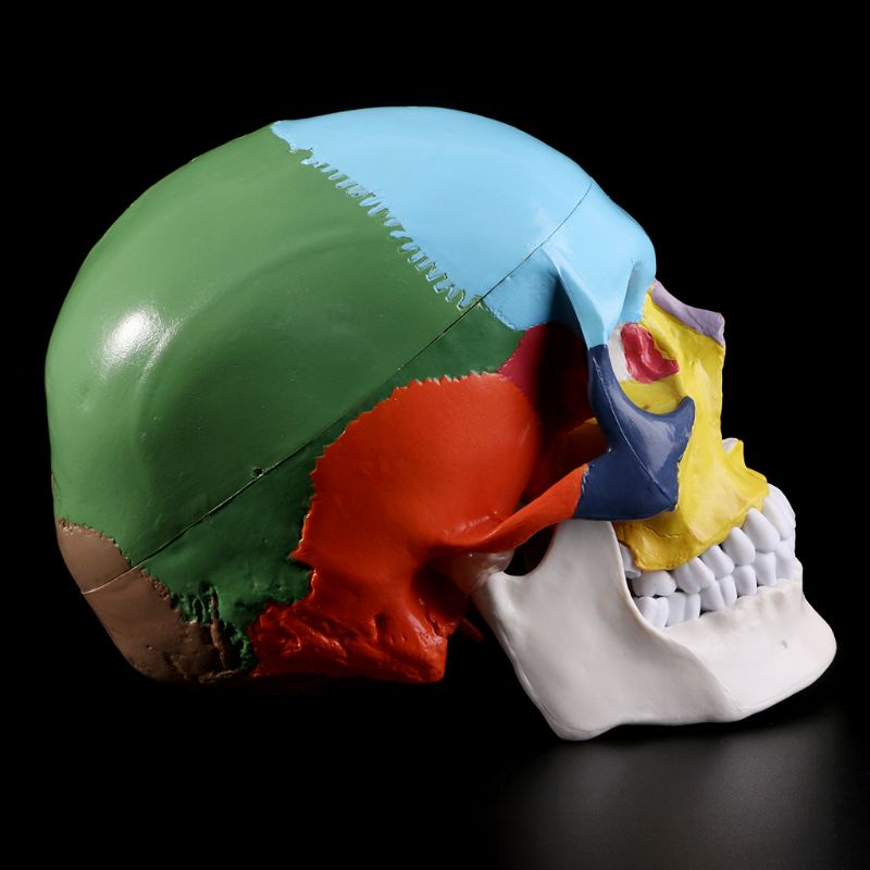 Mary Life Size Colorful Human Skull Model Anatomi Anatomi Anatomi Ngajar Medis Skeleto