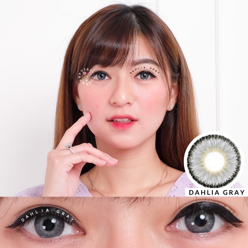 softlens dahlia gray original korea