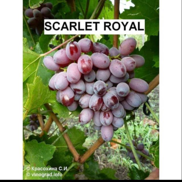 Bibit Anggur Import Scarlet Royal Seedles