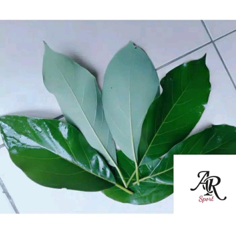 Daun alpukat segar 1kg