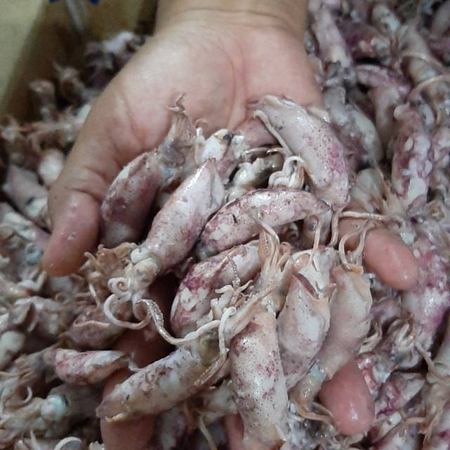 

Cumi asin ikan asin cumi