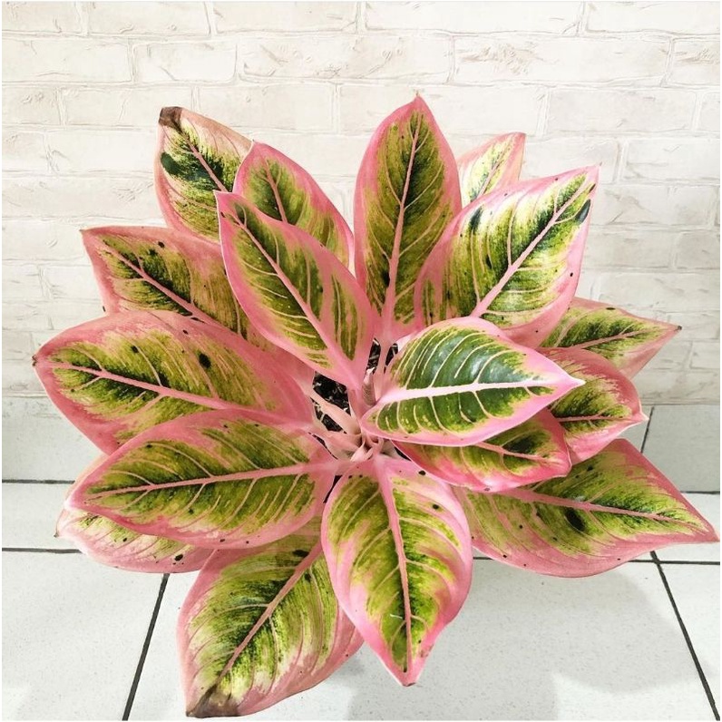 bonggol aglonema Lotus delight asli